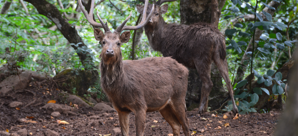 cerfs