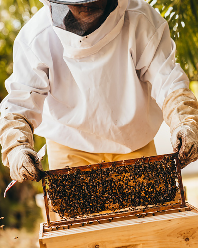 experience-honey-image