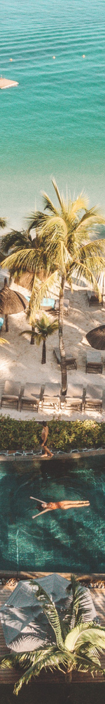 Royal-Palm-2