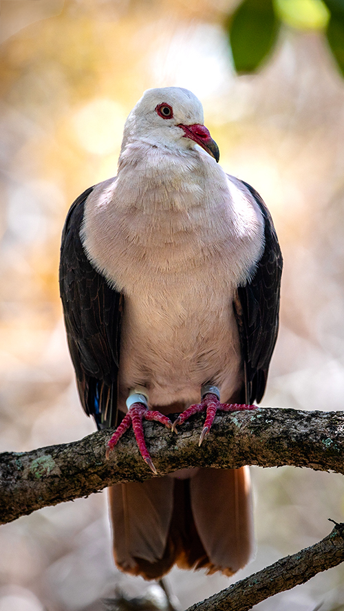 slider-best-time-to-visit-mauritius-500x888-m