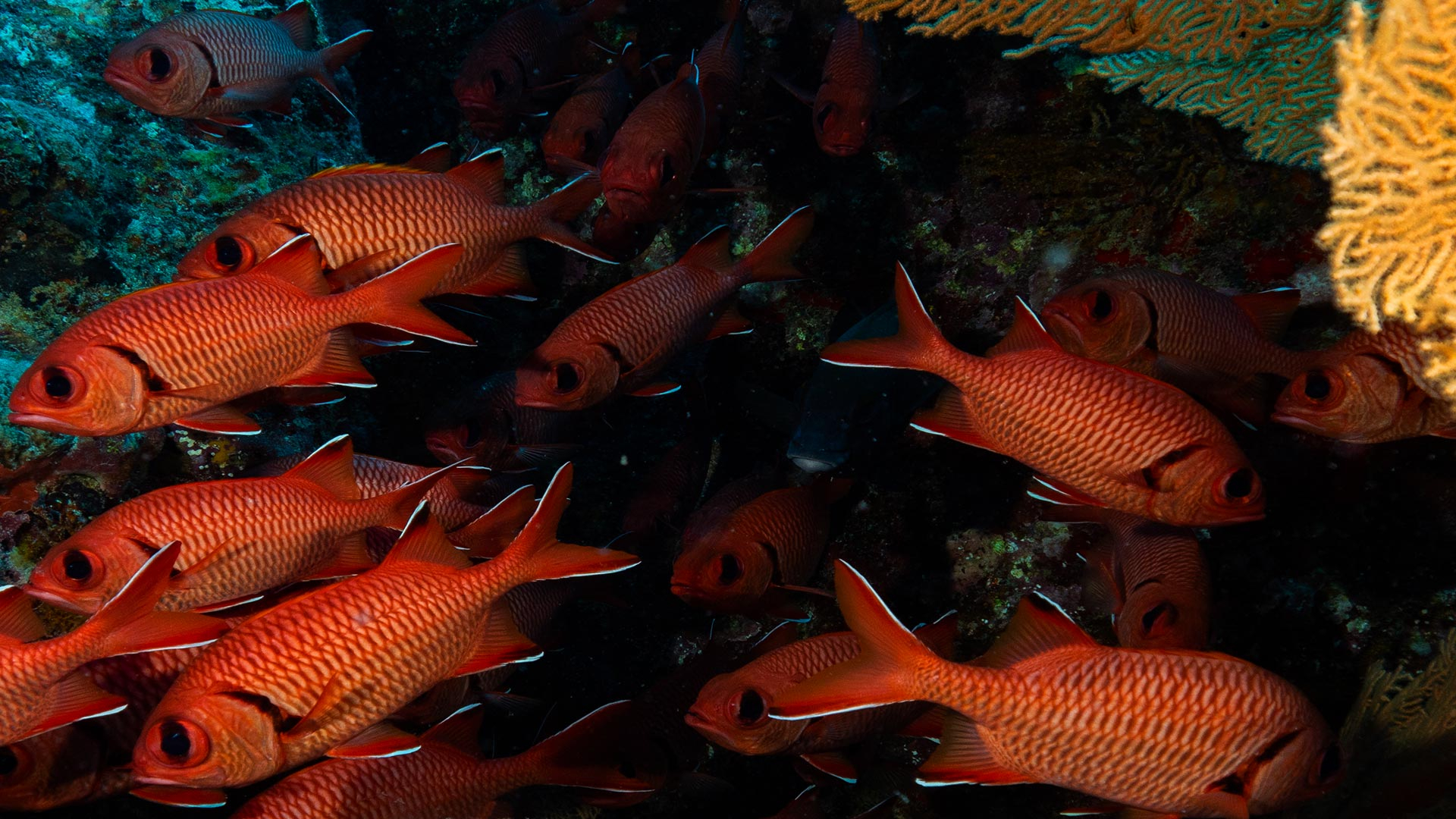 slider-things-to-do-in-mauritius-1920x1080-d