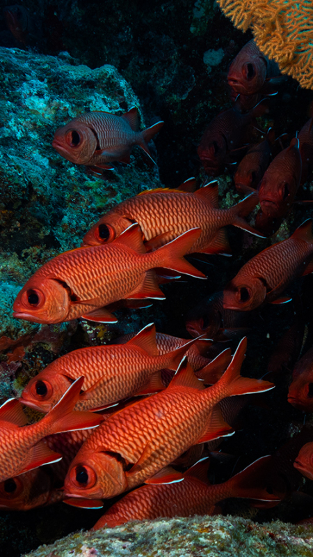 slider-things-to-do-in-mauritius-1920x1080-d