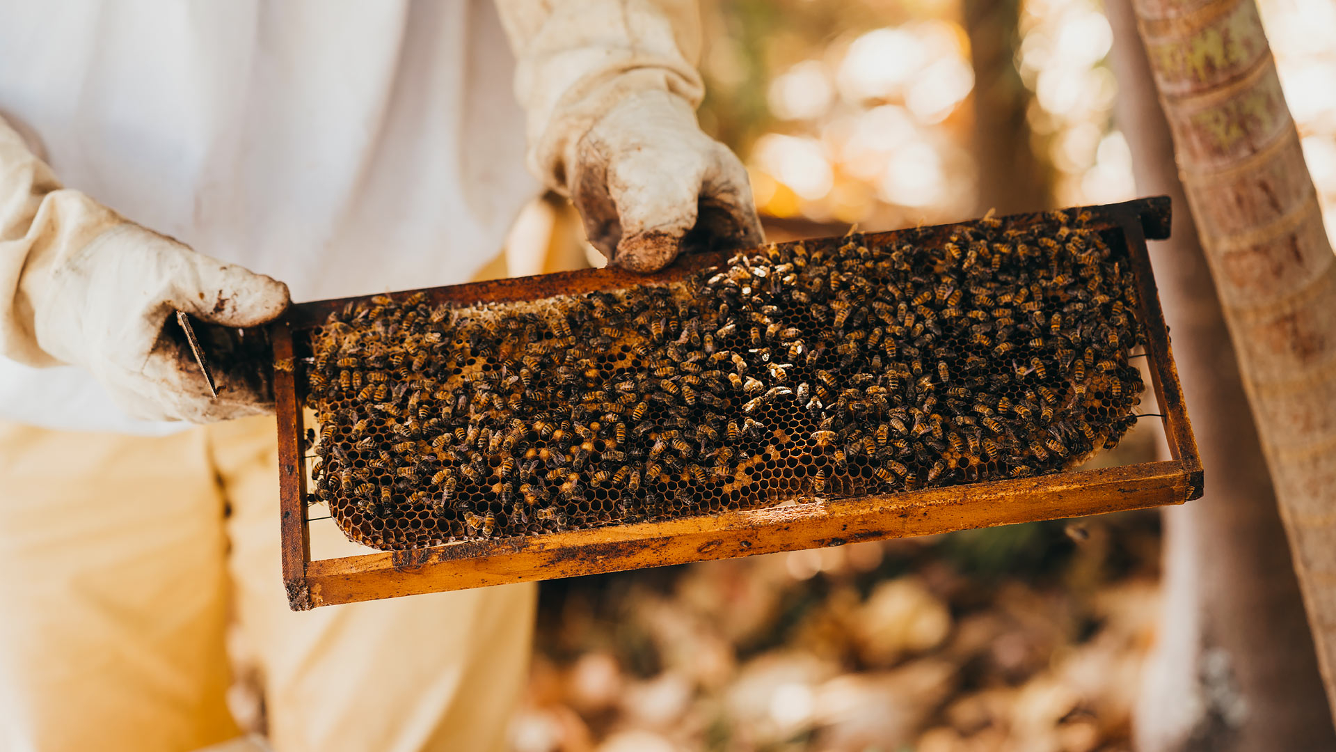 experience-honey-slider-1920x1080-d